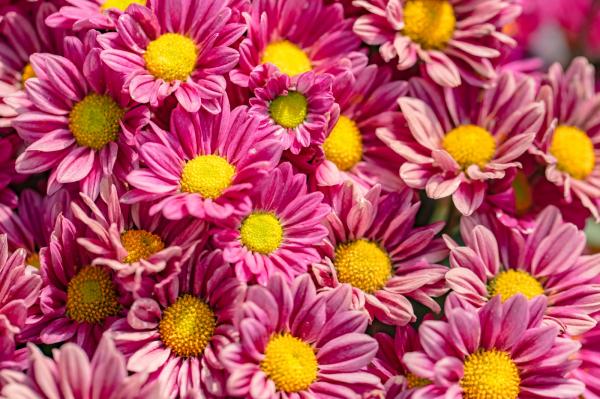 排牙山下菊花展