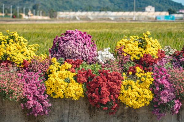 排牙山下菊花展