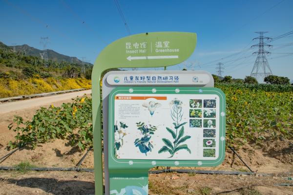 排牙山下菊花展