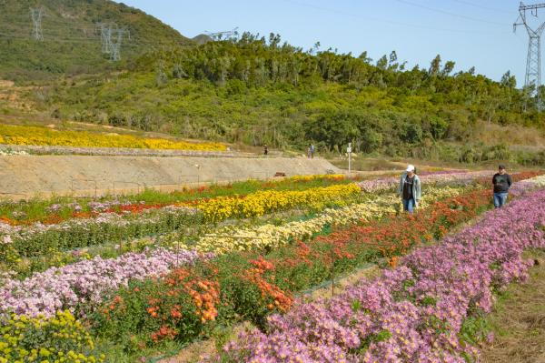 排牙山下菊花展