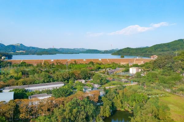 2019深圳菊花展