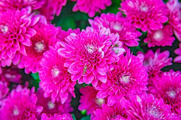 2019深圳菊花展