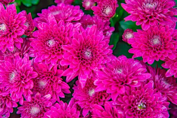 2019深圳菊花展