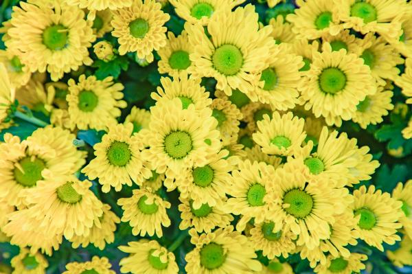2019深圳菊花展