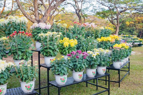 2019深圳菊花展