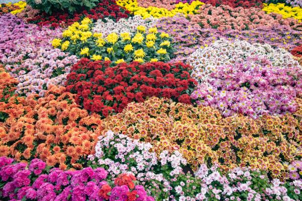 2019深圳菊花展