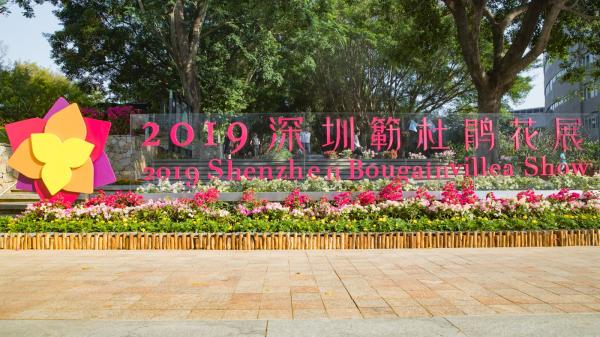 深圳簕杜鹃花展