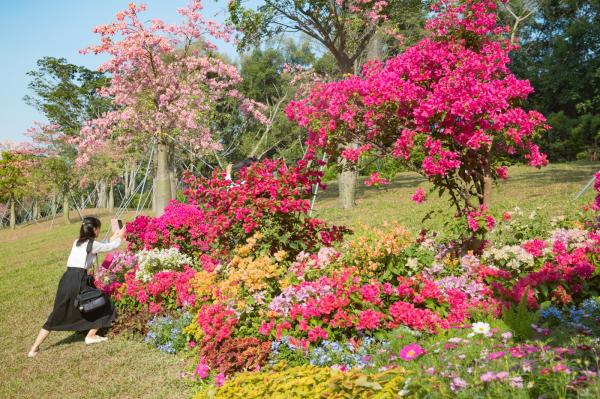 深圳簕杜鹃花展