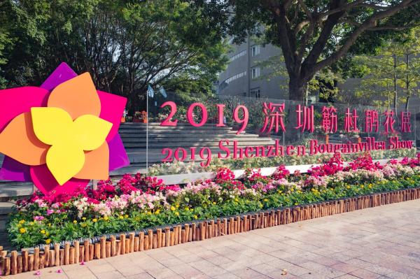 深圳簕杜鹃花展