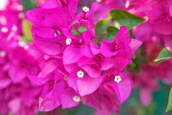 深圳簕杜鹃花展