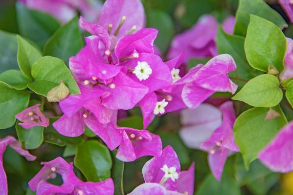 深圳簕杜鹃花展