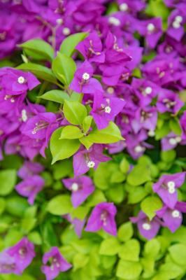 深圳簕杜鹃花展
