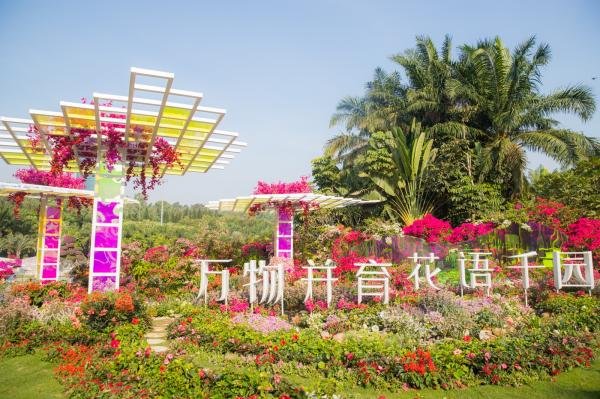 深圳簕杜鹃花展