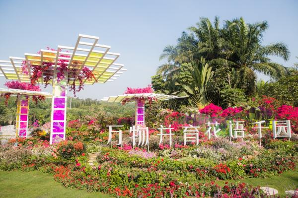 深圳簕杜鹃花展