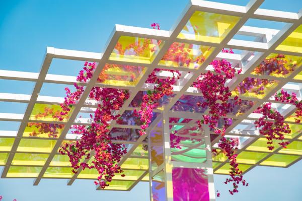 深圳簕杜鹃花展