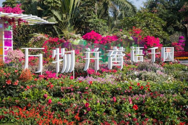 深圳簕杜鹃花展