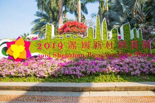 深圳簕杜鹃花展