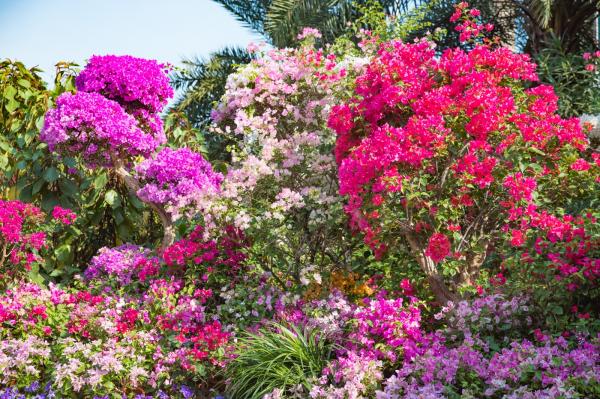 深圳簕杜鹃花展