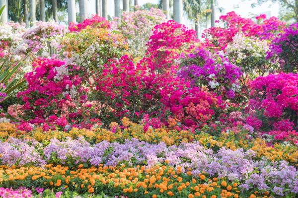 深圳簕杜鹃花展