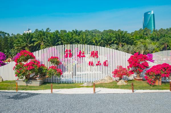 深圳簕杜鹃花展