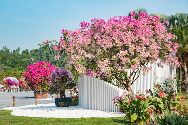 深圳簕杜鹃花展