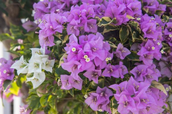 深圳簕杜鹃花展