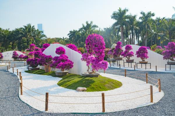 深圳簕杜鹃花展