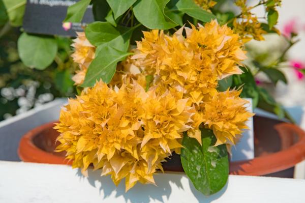 深圳簕杜鹃花展