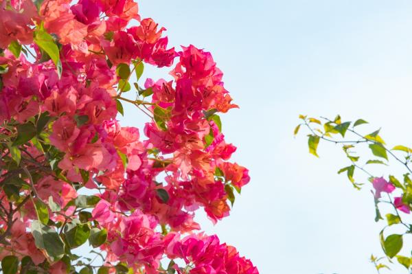 深圳簕杜鹃花展