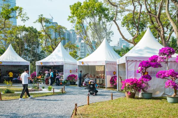 深圳簕杜鹃花展