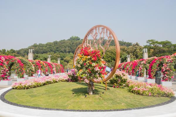 深圳簕杜鹃花展