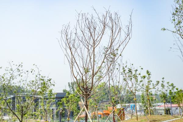 深圳北站中心公园