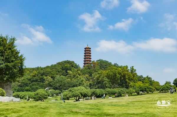 红花山粉黛乱子草