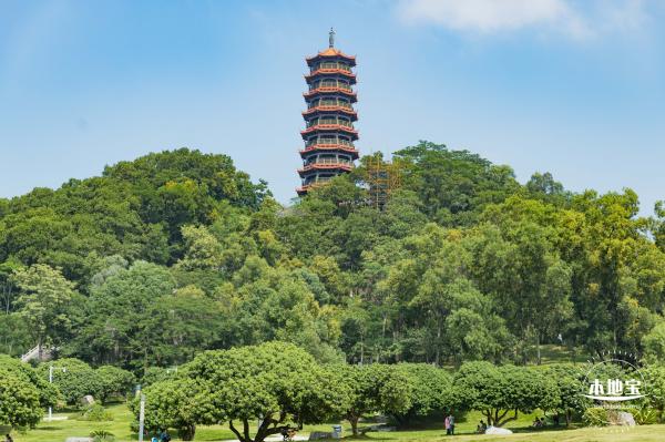 红花山粉黛乱子草