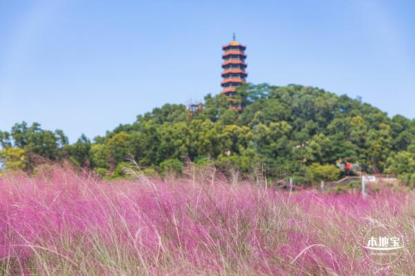 红花山粉黛乱子草
