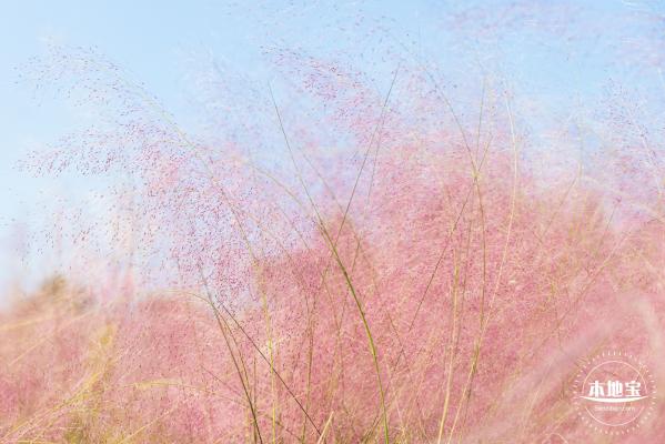 红花山粉黛乱子草