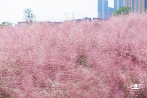 红花山粉黛乱子草