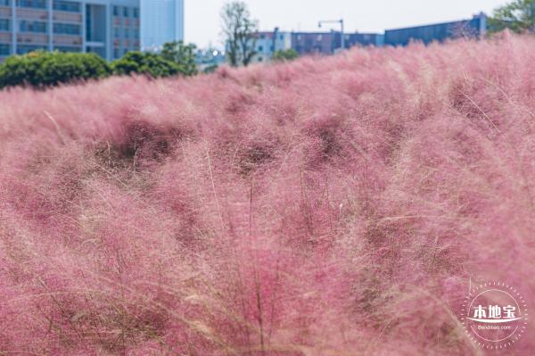 红花山粉黛乱子草