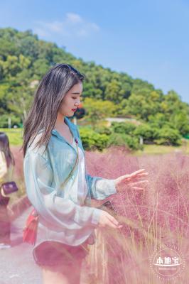 红花山粉黛乱子草