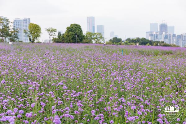 流花山马鞭草+灯光花海