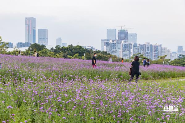 流花山马鞭草+灯光花海