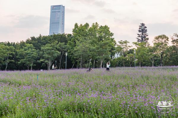 流花山马鞭草+灯光花海