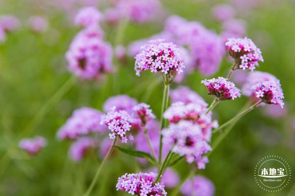 流花山马鞭草+灯光花海