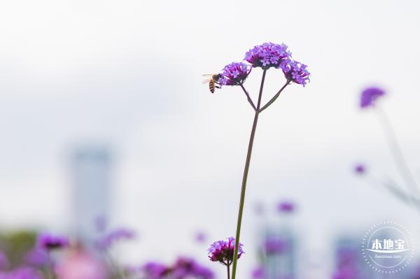 流花山马鞭草+灯光花海