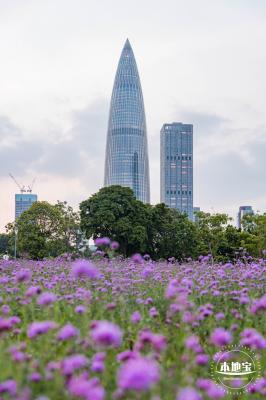 流花山马鞭草+灯光花海