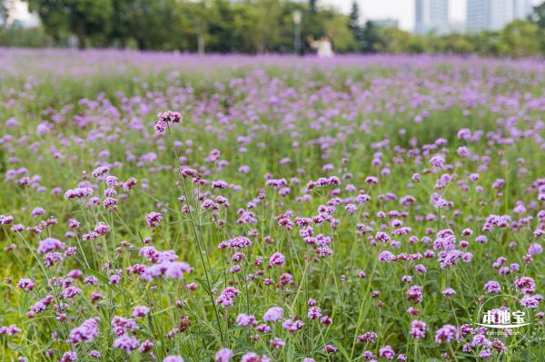 流花山马鞭草+灯光花海