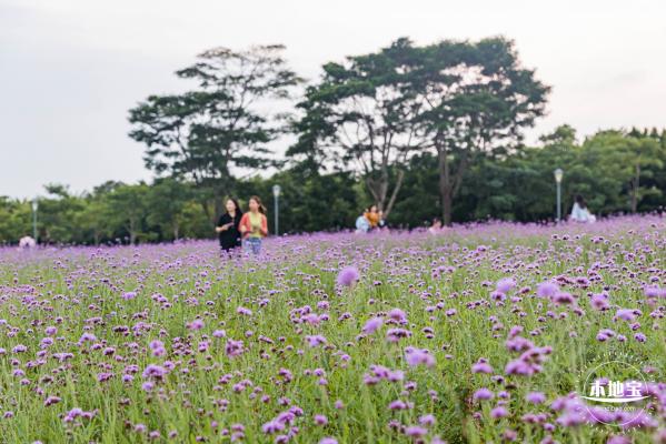 流花山马鞭草+灯光花海