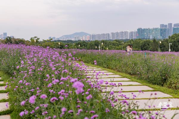 流花山马鞭草+灯光花海