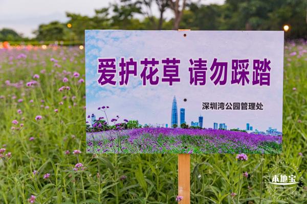 流花山马鞭草+灯光花海