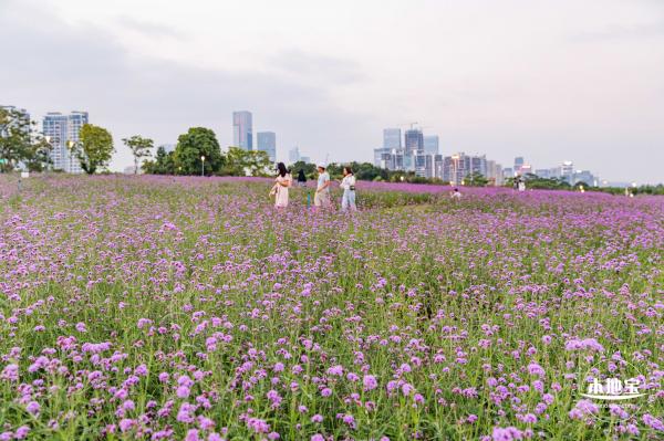流花山马鞭草+灯光花海